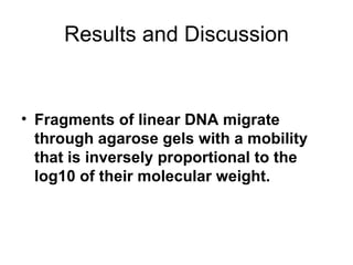 Results and Discussion Fragments of linear DNA migrate through agarose gels with a mobility that is inversely proportional to the log10 of their molecular weight.   