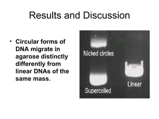 Results and Discussion Circular forms of DNA migrate in agarose distinctly differently from linear DNAs of the same mass.   