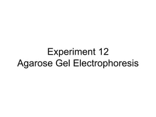 Experiment 12 Agarose Gel Electrophoresis 