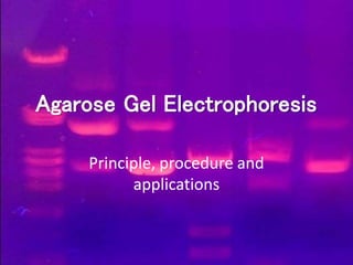 Agarose Gel Electrophoresis
Principle, procedure and
applications
 