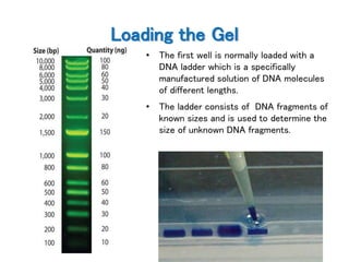 Agarose gel electrophoresis | PPTX