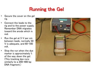 Agarose gel electrophoresis | PPTX