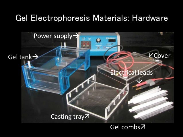 agarose gel electrophoresis