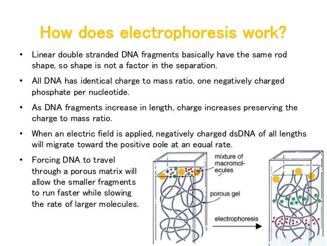how does gel electrophoresis work