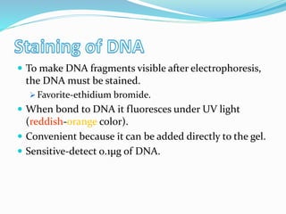  To make DNA fragments visible after electrophoresis,
the DNA must be stained.
 Favorite-ethidium bromide.
 When bond to DNA it fluoresces under UV light
(reddish-orange color).
 Convenient because it can be added directly to the gel.
 Sensitive-detect 0.1µg of DNA.
 