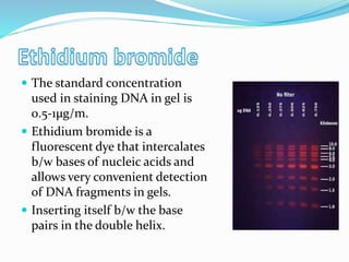  The standard concentration
used in staining DNA in gel is
0.5-1µg/m.
 Ethidium bromide is a
fluorescent dye that intercalates
b/w bases of nucleic acids and
allows very convenient detection
of DNA fragments in gels.
 Inserting itself b/w the base
pairs in the double helix.
 