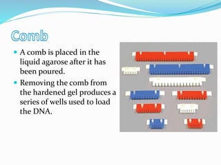 A comb is placed in the
liquid agarose after it has
been poured.
 Removing the comb from
the hardened gel produces a
series of wells used to load
the DNA.
 