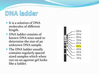  It is a solution of DNA
molecules of different
length.
 DNA ladder consists of
known DNA sizes used to
determine the size of an
unknown DNA sample.
 The DNA ladder usually
contains regularly spaced
sized samples which when
run on an agarose gel looks
like a ladder.
 