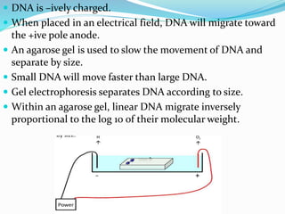  DNA is –ively charged.
 When placed in an electrical field, DNA will migrate toward
the +ive pole anode.
 An agarose gel is used to slow the movement of DNA and
separate by size.
 Small DNA will move faster than large DNA.
 Gel electrophoresis separates DNA according to size.
 Within an agarose gel, linear DNA migrate inversely
proportional to the log 10 of their molecular weight.
 
