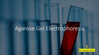 Agarose Gel Electrophoresis
M. Nawaz Shah
 