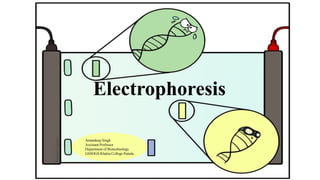 Electrophoresis
Amandeep Singh
Assistant Professor
Department of Biotechnology
GSSDGS Khalsa College Patiala
 