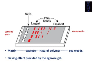 Agarose gel electrophoresis, isolation of DNA and PCR reaction ...