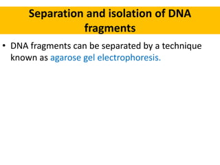 Separation and isolation of DNA
fragments
• DNA fragments can be separated by a technique
known as agarose gel electrophoresis.
 