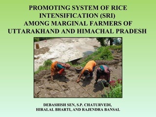 PROMOTING SYSTEM OF RICE INTENSIFICATION (SRI)  AMONG MARGINAL FARMERS OF UTTARAKHAND AND HIMACHAL PRADESH   DEBASHISH SEN, S.P. CHATURVEDI,  HIRALAL BHARTI, AND RAJENDRA BANSAL 