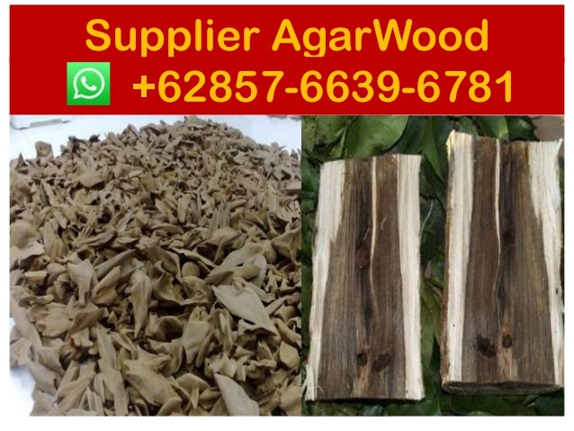 Agarwood Market Price SUPPLIERS 62 857 6639 6781 WhatsApp Agar 