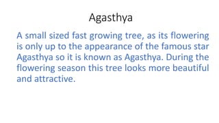 Agasthya 
A small sized fast growing tree, as its flowering 
is only up to the appearance of the famous star 
Agasthya so it is known as Agasthya. During the 
flowering season this tree looks more beautiful 
and attractive. 
 