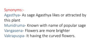 Synonyms:- 
Agasthya- As sage Agasthya likes or attracted by 
this plant 
Munidruma- Known with name of popular sage 
Vangasena- Flowers are more brighter 
Vakrapuspa- It having the curved flowers. 
 