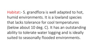 Habitat:- S. grandflora is well adapted to hot, 
humid environments. It is a lowland species 
that lacks tolerance for cool temperatures 
(below about 10 deg. C). It has an outstanding 
ability to tolerate water logging and is ideally 
suited to seasonally flooded environments. 
 