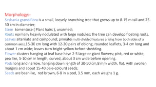 Morphology:- 
Sesbania grandiflora is a small, loosely branching tree that grows up to 8-15 m tall and 25- 
30 cm in diameter; 
Stem tomentose ( Plant hairs ), unarmed; 
Roots normally heavily nodulated with large nodules; the tree can develop floating roots. 
Leaves alternate and compound; pinnate(multi-divided features arising from both sides of a 
common axis),15-30 cm long with 12-20 pairs of oblong, rounded leaflets, 3-4 cm long and 
about 1 cm wide; leaves turn bright yellow before shedding. 
Flower clusters hanging at leaf base have 2-5 large or giant flowers; pink, red or white, 
pea like, 5-10 cm in length, curved, about 3 cm wide before opening. 
Pods long and narrow, hanging down length of 30-50 cm,8 mm width, flat, with swollen 
margins and about 15-40 pale-colourd seeds; 
Seeds are beanlike, red brown, 6-8 in a pod, 3.5 mm, each weighs 1 g. 
 