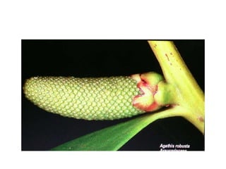 AGATHIS..............................pptx