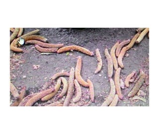 AGATHIS..............................pptx