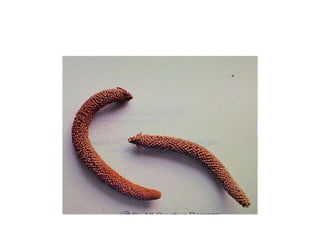 AGATHIS..............................pptx