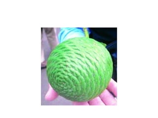 AGATHIS..............................pptx