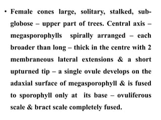 • Female cones large, solitary, stalked, sub-
globose – upper part of trees. Central axis –
megasporophylls spirally arranged – each
broader than long – thick in the centre with 2
membraneous lateral extensions & a short
upturned tip – a single ovule develops on the
adaxial surface of megasporophyll & is fused
to sporophyll only at its base – ovuliferous
scale & bract scale completely fused.
 