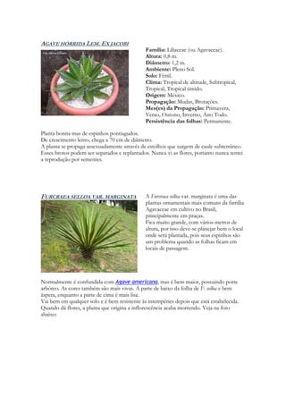 AGAVE HÓRRIDA LEM. EX JACOBI
                                              Família: Liliaceae (ou Agavaceae).
                                              Altura: 0,8 m.
                                              Diâmetro: 1,2 m.
                                              Ambiente: Pleno Sol.
                                              Solo: Fértil.
                                              Clima: Tropical de altitude, Subtropical,
                                              Tropical, Tropical úmido.
                                              Origem: México.
                                              Propagação: Mudas, Brotações.
                                              Mes(es) da Propagação: Primavera,
                                              Verao, Outono, Inverno, Ano Todo.
                                              Persistência das folhas: Permanente.

Planta bonita mas de espinhos pontiagudos.
De crescimento lento, chega a 70 cm de diâmetro.
A planta se propaga assexuadamente através de estolhos que surgem de caule subterrâneo.
Esses brotos podem ser separados e replantados. Nunca vi as flores, portanto nunca tentei
a reprodução por sementes.




FURCRAEA SELLOA VAR. MARGINATA                A Furcraea selloa var. marginata é uma das
                                              plantas ornamentais mais comuns da família
                                              Agavaceae em cultivo no Brasil,
                                              principalmente em praças.
                                              Fica muito grande, com vários metros de
                                              altura, por isso deve-se planejar bem o local
                                              onde será plantada, pois seus espinhos são
                                              um problema quando as folhas ficam em
                                              locais de passagem.




Normalmente é confundida com Agave americana, mas é bem maior, possuindo porte
arbóreo. As cores também são mais vivas. A parte de baixo da folha de F. selloa e bem
áspera, enquanto a parte de cima é mais lisa.
Vai bem em qualquer solo e é bem resistente às intempéries depois que está estabelecida.
Quando dá flores, a planta que origina a inflorescência acaba morrendo. Veja na foto
abaixo:
 