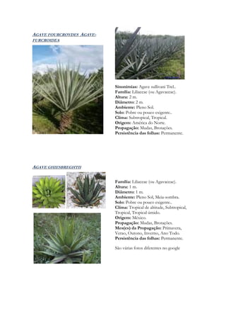 AGAVE FOURCROYDES AGAVE-
FURCROIDEA




                           Sinonímias: Agave sullivani Trel..
                           Família: Liliaceae (ou Agavaceae).
                           Altura: 2 m.
                           Diâmetro: 2 m.
                           Ambiente: Pleno Sol.
                           Solo: Pobre ou pouco exigente..
                           Clima: Subtropical, Tropical.
                           Origem: América do Norte.
                           Propagação: Mudas, Brotações.
                           Persistência das folhas: Permanente.




AGAVE GHIESBREGHTII

                           Família: Liliaceae (ou Agavaceae).
                           Altura: 1 m.
                           Diâmetro: 1 m.
                           Ambiente: Pleno Sol, Meia-sombra.
                           Solo: Pobre ou pouco exigente..
                           Clima: Tropical de altitude, Subtropical,
                           Tropical, Tropical úmido.
                           Origem: México.
                           Propagação: Mudas, Brotações.
                           Mes(es) da Propagação: Primavera,
                           Verao, Outono, Inverno, Ano Todo.
                           Persistência das folhas: Permanente.

                           São várias fotos diferentes no google
 