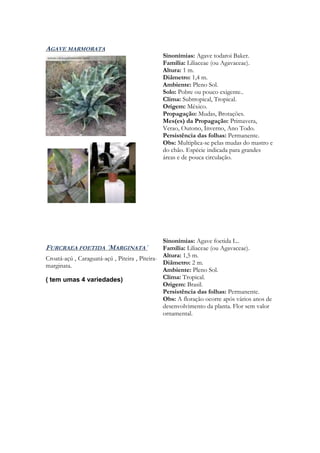 AGAVE MARMORATA
                                              Sinonímias: Agave todaroi Baker.
                                              Família: Liliaceae (ou Agavaceae).
                                              Altura: 1 m.
                                              Diâmetro: 1,4 m.
                                              Ambiente: Pleno Sol.
                                              Solo: Pobre ou pouco exigente..
                                              Clima: Subtropical, Tropical.
                                              Origem: México.
                                              Propagação: Mudas, Brotações.
                                              Mes(es) da Propagação: Primavera,
                                              Verao, Outono, Inverno, Ano Todo.
                                              Persistência das folhas: Permanente.
                                              Obs: Multiplica-se pelas mudas do mastro e
                                              do chão. Espécie indicada para grandes
                                              áreas e de pouca circulação.




                                                Sinonímias: Agave foetida L..
FURCRAEA FOETIDA ´MARGINATA´                    Família: Liliaceae (ou Agavaceae).
Croatá-açú , Caraguatá-açú , Piteira , Piteira- Altura: 1,5 m.
marginata.                                      Diâmetro: 2 m.
                                                Ambiente: Pleno Sol.
( tem umas 4 variedades)                        Clima: Tropical.
                                                Origem: Brasil.
                                                Persistência das folhas: Permanente.
                                                Obs: A floração ocorre após vários anos de
                                                desenvolvimento da planta. Flor sem valor
                                                ornamental.
 