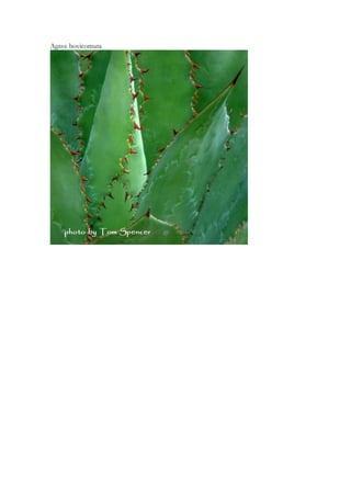 Agave bovicomuta
 