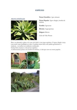 ESPÉCIES


                                               Nome Científico: Agave attenuata
AGAVE ATTENUATA
                                               Nome Popular: Agave-dragão, tromba-de-
                                               elefante

                                               Família: Agavaceae

                                               Divisão: Angiospermae

                                               Origem: México

                                               Ciclo de Vida: Perene



Deve ser plantado a pleno sol, com solo fértil e com regas regulares. O agave-dragão viceja
com muito mais facilidade no calor. Combina muito bem com jardins geométricos e
tropicais.. vai melhor em ambiente sombreado.
Forma belos maciços e não possui espinhos.
A inflorescência parece um tromba de elefante, e é daí que vem seu nome popular.
 