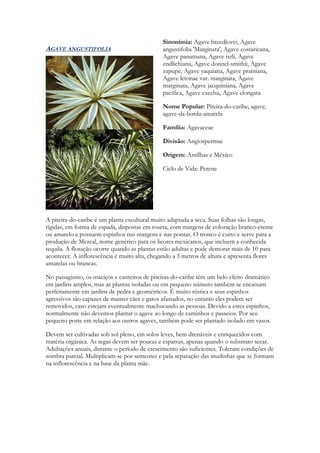 Sinonímia: Agave breedlovei, Agave
AGAVE ANGUSTIFOLIA                            angustifolia 'Marginata', Agave costaricana,
                                              Agave panamana, Agave ixtli, Agave
                                              endlichiana, Agave donnel-smithii, Agave
                                              zapupe, Agave yaquiana, Agave prainiana,
                                              Agave letonae var. marginata, Agave
                                              marginata, Agave jacquiniana, Agave
                                              pacifica, Agave excelsa, Agave elongata

                                              Nome Popular: Piteira-do-caribe, agave,
                                              agave-da-borda-amarela

                                              Família: Agavaceae

                                              Divisão: Angiospermae

                                              Origem: Antílhas e México

                                              Ciclo de Vida: Perene




A piteira-do-caribe é um planta escultural muito adaptada a seca. Suas folhas são longas,
rígidas, em forma de espada, dispostas em roseta, com margens de coloração branco-creme
ou amarelo e possuem espinhos nas margens e nas pontas. O tronco é curto e serve para a
produção de Mezcal, nome genérico para os licores mexicanos, que incluem a conhecida
tequila. A floração ocorre quando as plantas estão adultas e pode demorar mais de 10 para
acontecer. A inflorescência é muito alta, chegando a 3 metros de altura e apresenta flores
amarelas ou brancas.

No paisagismo, os maciços e canteiros de piteiras-do-caribe têm um belo efeito dramático
em jardins amplos, mas as plantas isoladas ou em pequeno número também se encaixam
perfeitamente em jardins de pedra e geométricos. É muito rústica e seus espinhos
agressivos são capazes de manter cães e gatos afastados, no entanto eles podem ser
removidos, caso estejam eventualmente machucando as pessoas. Devido a estes espinhos,
normalmente não devemos plantar o agave ao longo de caminhos e passeios. Por seu
pequeno porte em relação aos outros agaves, também pode ser plantado isolado em vasos.

Devem ser cultivadas sob sol pleno, em solos leves, bem drenáveis e enriquecidos com
matéria orgânica. As regas devem ser poucas e esparsas, apenas quando o substrato secar.
Adubações anuais, durante o período de crescimento são suficientes. Toleram condições de
sombra parcial. Multiplicam-se por sementes e pela separação das mudinhas que se formam
na inflorescência e na base da planta mãe.
 