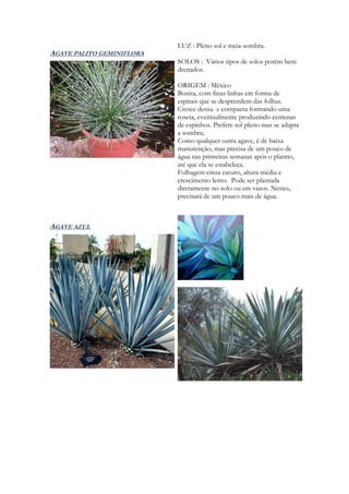 LUZ : Pleno sol e meia-sombra.
AGAVE PALITO GEMINIFLORA
                           SOLOS : Vários tipos de solos porém bem
                           drenados.

                           ORIGEM : México
                           Bonita, com finas linhas em forma de
                           espirais que se desprendem das folhas.
                           Cresce densa e compacta formando uma
                           roseta, eventualmente produzindo centenas
                           de espinhos. Prefere sol pleno mas se adapta
                           a sombra;
                           Como qualquer outra agave, é de baixa
                           manutenção, mas precisa de um pouco de
                           água nas primeiras semanas após o plantio,
                           até que ela se estabeleça.
                           Folhagem cinza escuro, altura média e
                           crescimento lento. Pode ser plantada
                           diretamente no solo ou em vasos. Nestes,
                           precisará de um pouco mais de água.



AGAVE AZUL
 
