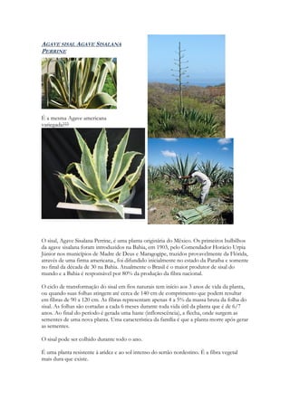 AGAVE SISAL AGAVE SISALANA
PERRINE




É a mesma Agave americana
variegada???




O sisal, Agave Sisalana Perrine, é uma planta originária do México. Os primeiros bulbilhos
da agave sisalana foram introduzidos na Bahia, em 1903, pelo Comendador Horácio Urpia
Júnior nos municípios de Madre de Deus e Maragogipe, trazidos provavelmente da Flórida,
através de uma firma americana., foi difundido inicialmente no estado da Paraíba e somente
no final da década de 30 na Bahia. Atualmente o Brasil é o maior produtor de sisal do
mundo e a Bahia é responsável por 80% da produção da fibra nacional.

O ciclo de transformação do sisal em fios naturais tem início aos 3 anos de vida da planta,
ou quando suas folhas atingem até cerca de 140 cm de comprimento que podem resultar
em fibras de 90 a 120 cm. As fibras representam apenas 4 a 5% da massa bruta da folha do
sisal. As folhas são cortadas a cada 6 meses durante toda vida útil da planta que é de 6/7
anos. Ao final do período é gerada uma haste (inflorescência), a flecha, onde surgem as
sementes de uma nova planta. Uma característica da família é que a planta morre após gerar
as sementes.

O sisal pode ser colhido durante todo o ano.

É uma planta resistente á aridez e ao sol intenso do sertão nordestino. É a fibra vegetal
mais dura que existe.
 