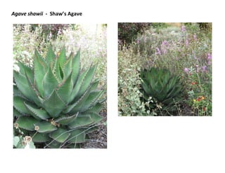 Agave shawii - Shaw’s Agave
 