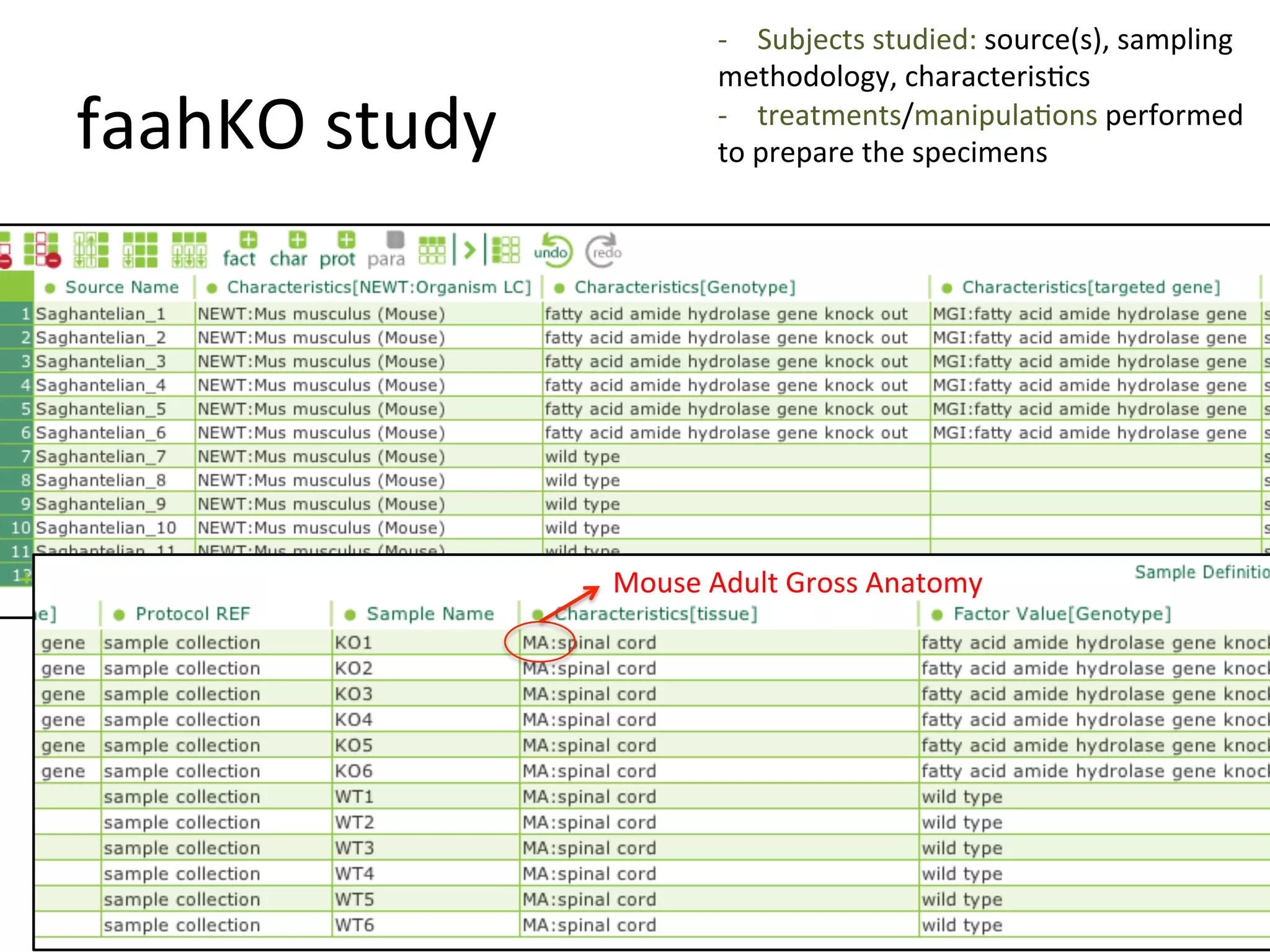 -­‐  Subjects	
  studied:	
  source(s),	
  sampling	
  
                                methodology,	
  characterisQcs	
  
faahKO	
  study	
               -­‐  treatments/manipulaQons	
  performed	
  	
  
                                to	
  prepare	
  the	
  specimens	
  
                                	
  




                      Mouse	
  Adult	
  Gross	
  Anatomy	
  
 