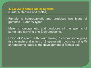 4. ZW ZZ [Female-Male] System
(Birds, butterflies and moths)
 Female is heterogametic and produces two types of
gametes - Z and W types.
 Male is homogametic and produces all the sperms of
same type carrying one Z chromosome.
 Union of Z sperm with ovum having Z chromosome gives
rise to male and union of Z sperm with ovum carrying W
chromosome leads to the development of female sex
 