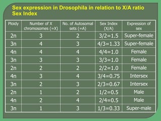 Ploidy Number of X
chromosomes (=X)
No. of Autosomal
sets (=A)
Sex Index
(X/A)
Expression of
sex
2n 3 2 3/2=1.5 Super-female
3n 4 3 4/3=1.33 Super-female
4n 4 4 4/4=1.0 Female
3n 3 3 3/3=1.0 Female
2n 2 2 2/2=1.0 Female
4n 3 4 3/4=0.75 Intersex
3n 2 3 2/3=0.67 Intersex
2n 1 2 1/2=0.5 Male
4n 2 4 2/4=0.5 Male
3n 1 3 1/3=0.33 Super-male
Sex expression in Drosophila in relation to X/A ratio
Sex Index
 