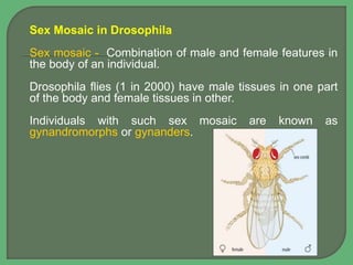 Sex Mosaic in Drosophila
Sex mosaic - Combination of male and female features in
the body of an individual.
Drosophila flies (1 in 2000) have male tissues in one part
of the body and female tissues in other.
Individuals with such sex mosaic are known as
gynandromorphs or gynanders.
 
