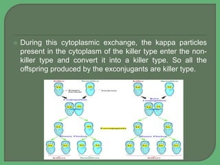  During this cytoplasmic exchange, the kappa particles
present in the cytoplasm of the killer type enter the non-
killer type and convert it into a killer type. So all the
offspring produced by the exconjugants are killer type.
 