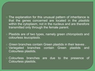  The explanation for this unusual pattern of inheritance is
that the genes concerned are located in the plastids
within the cytoplasm, not in the nucleus and are therefore
transmitted only through the female parent.
 Plastids are of two types, namely green chloroplasts and
colourless leucoplasts.
 Green branches contain Green plastids in their leaves .
 Variegated branches contain Green plastids and
Colourless plastids.
 Colourless branches are due to the presence of
Colourless plastids.
 