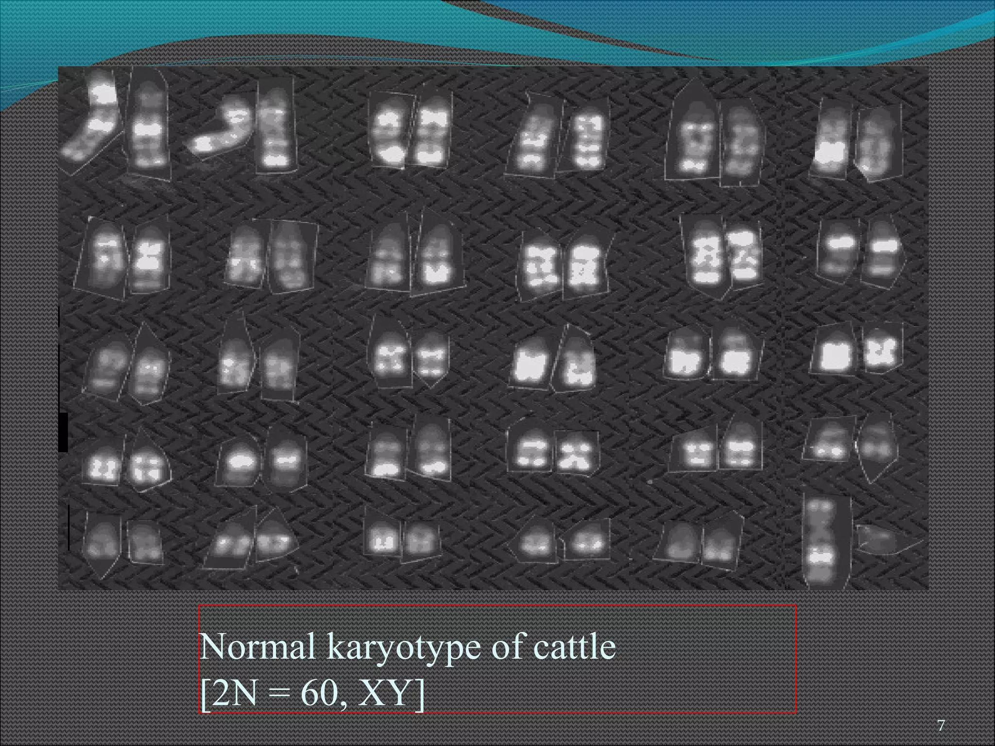 karyotyping and cell division.ppt.. | PPT