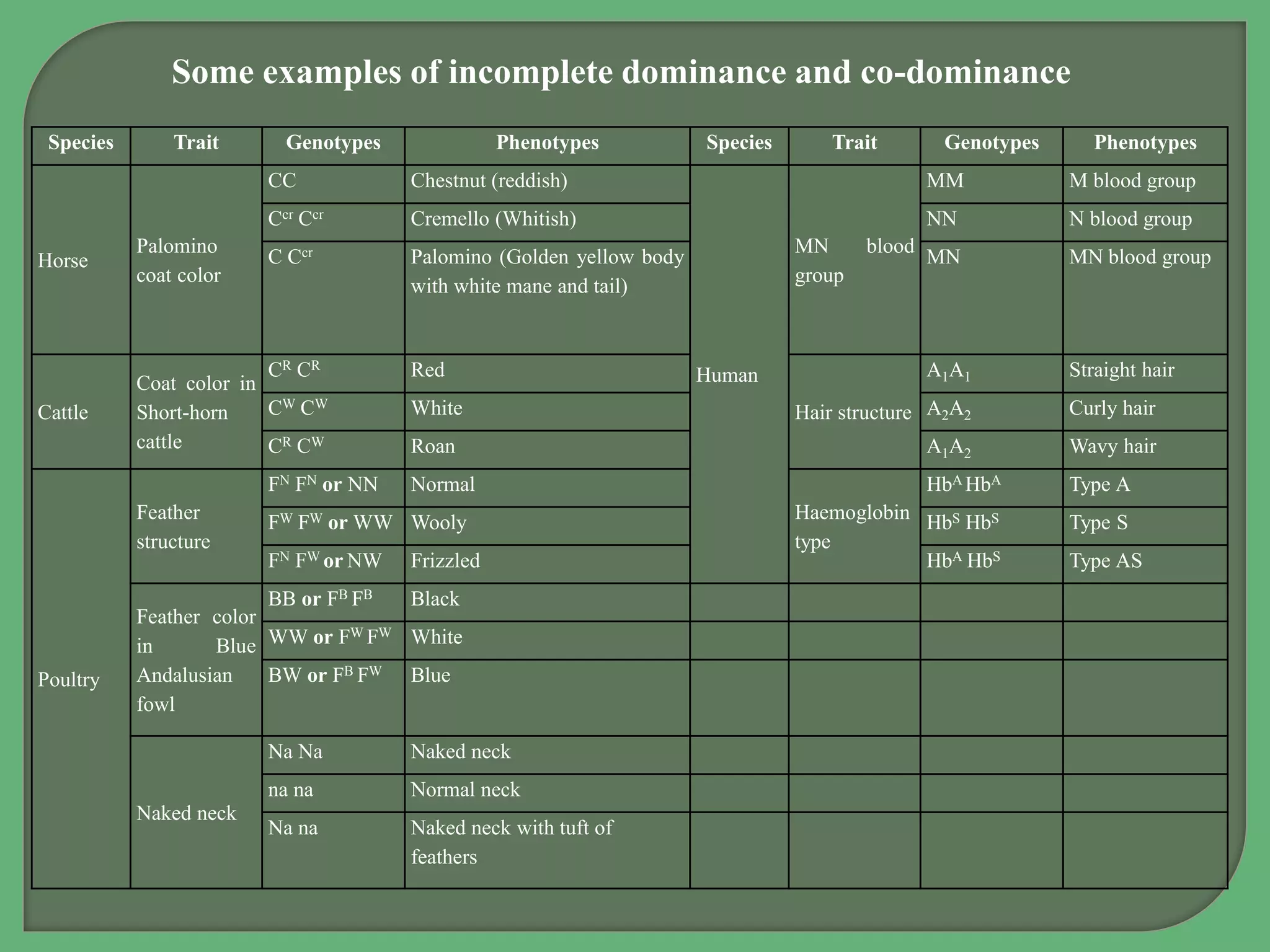 Species Trait Genotypes Phenotypes Species Trait Genotypes Phenotypes
Horse
Palomino
coat color
CC Chestnut (reddish)
Human
MN blood
group
MM M blood group
Ccr Ccr Cremello (Whitish) NN N blood group
C Ccr Palomino (Golden yellow body
with white mane and tail)
MN MN blood group
Cattle
Coat color in
Short-horn
cattle
CR CR Red
Hair structure
A1A1 Straight hair
CW CW White A2A2 Curly hair
CR CW Roan A1A2 Wavy hair
Poultry
Feather
structure
FN FN or NN Normal
Haemoglobin
type
HbA HbA Type A
FW FW or WW Wooly HbS HbS Type S
FN FW or NW Frizzled HbA HbS Type AS
Feather color
in Blue
Andalusian
fowl
BB or FB FB Black
WW or FW FW White
BW or FB FW Blue
Naked neck
Na Na Naked neck
na na Normal neck
Na na Naked neck with tuft of
feathers
Some examples of incomplete dominance and co-dominance
 