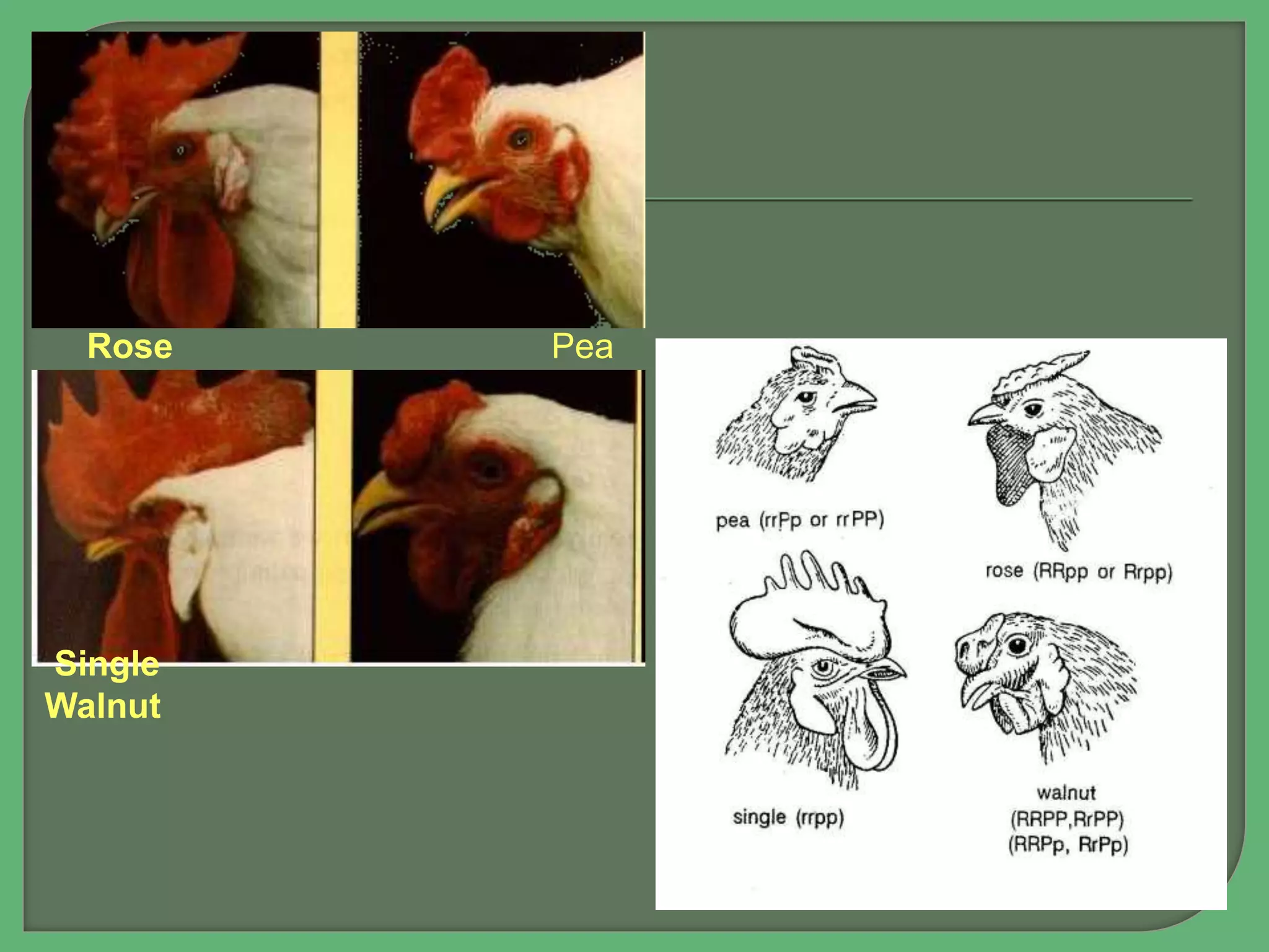 Rose Pea
Single
Walnut
 