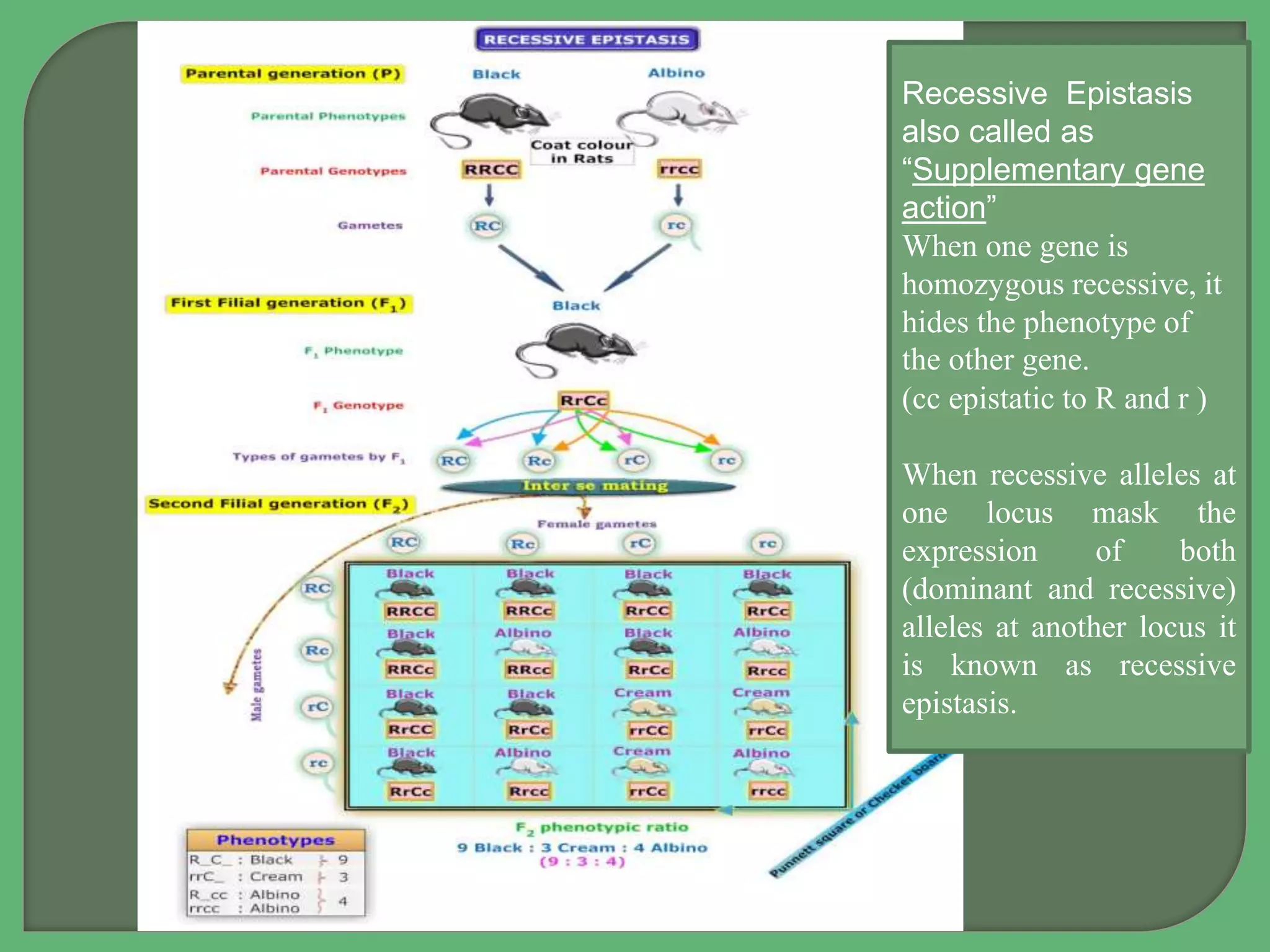 Recessive Epistasis
also called as
“Supplementary gene
action”
When one gene is
homozygous recessive, it
hides the phenotype of
the other gene.
(cc epistatic to R and r )
When recessive alleles at
one locus mask the
expression of both
(dominant and recessive)
alleles at another locus it
is known as recessive
epistasis.
 