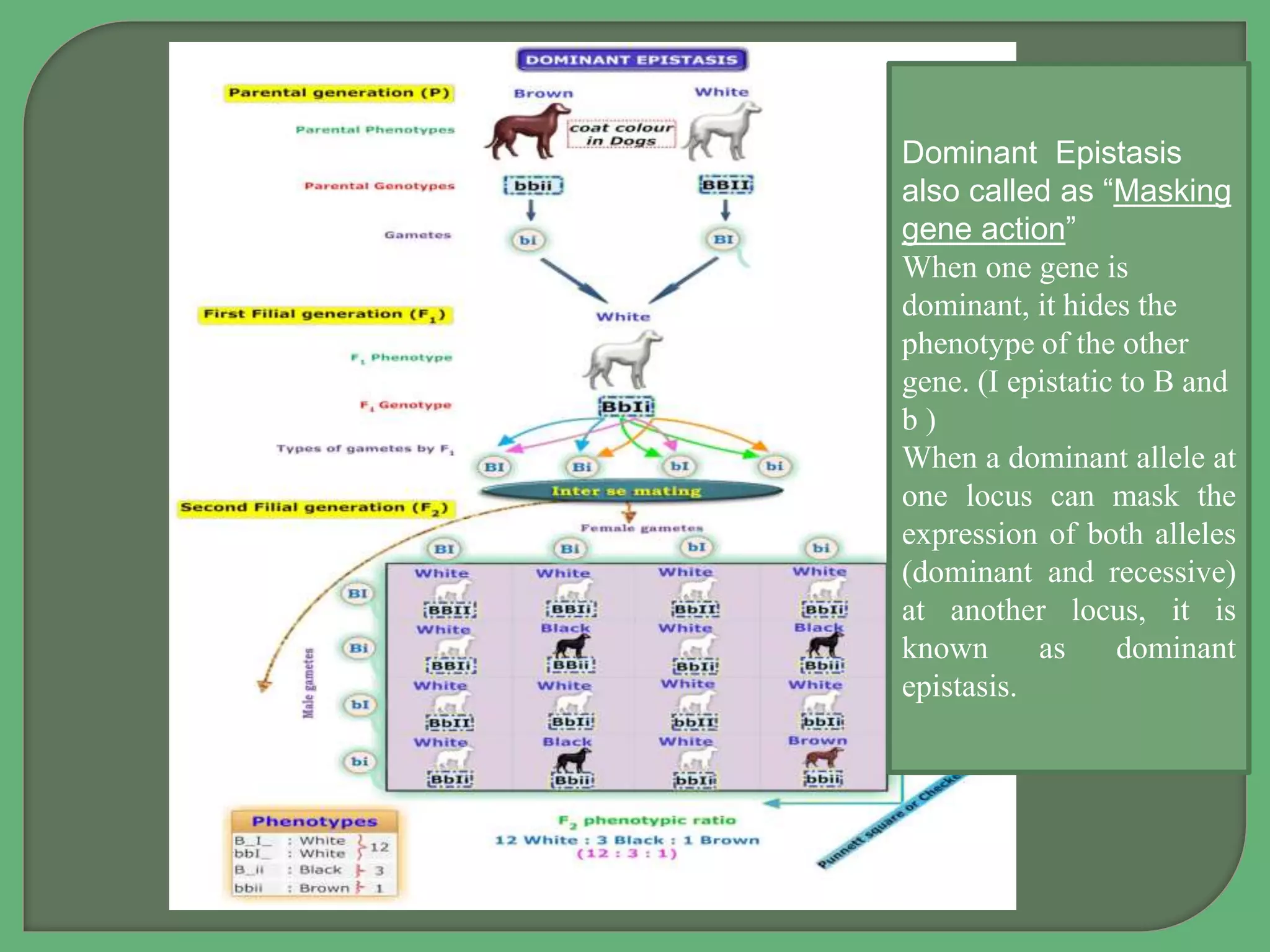 Dominant Epistasis
also called as “Masking
gene action”
When one gene is
dominant, it hides the
phenotype of the other
gene. (I epistatic to B and
b )
When a dominant allele at
one locus can mask the
expression of both alleles
(dominant and recessive)
at another locus, it is
known as dominant
epistasis.
 