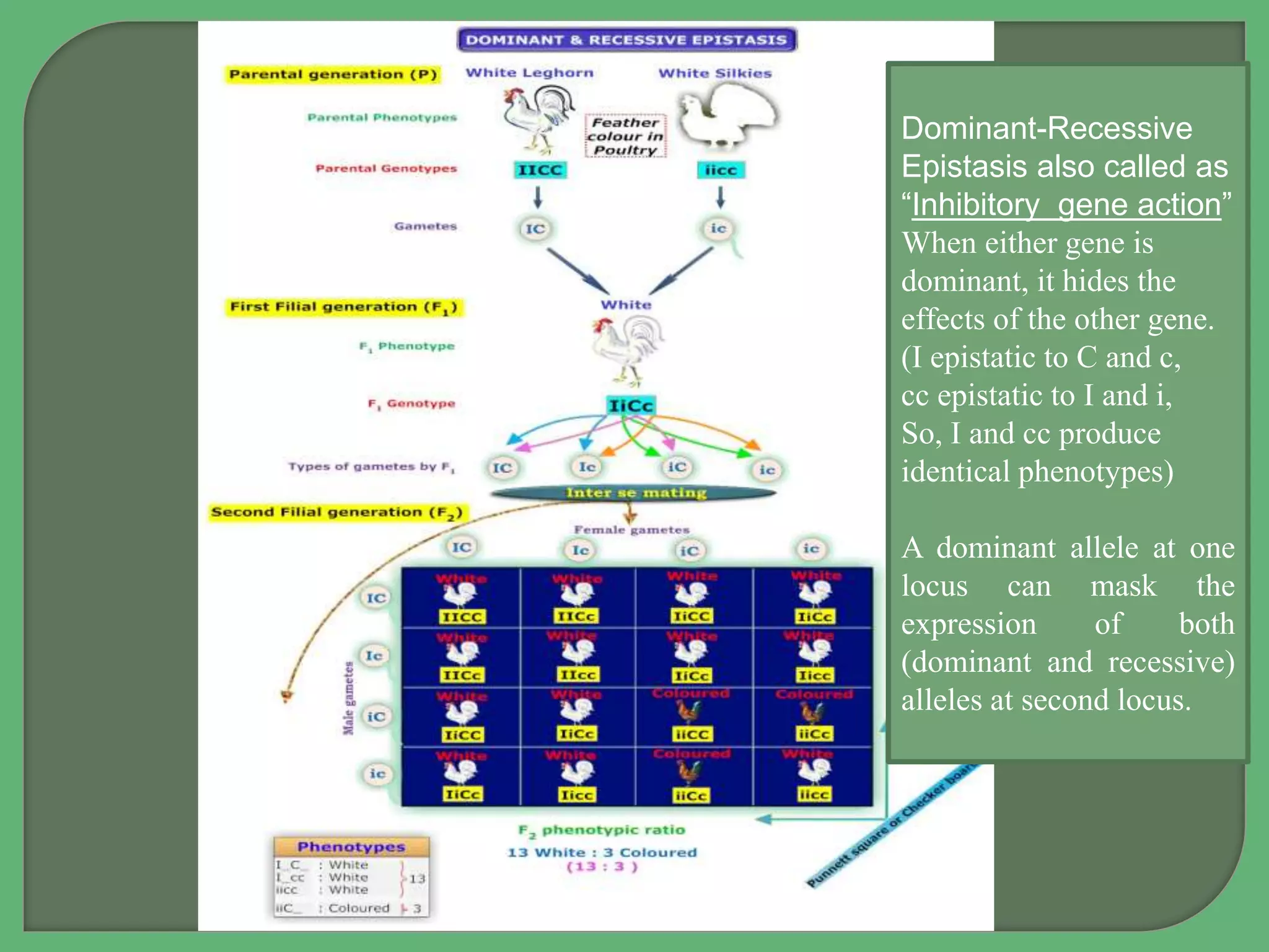 Dominant-Recessive
Epistasis also called as
“Inhibitory gene action”
When either gene is
dominant, it hides the
effects of the other gene.
(I epistatic to C and c,
cc epistatic to I and i,
So, I and cc produce
identical phenotypes)
A dominant allele at one
locus can mask the
expression of both
(dominant and recessive)
alleles at second locus.
 