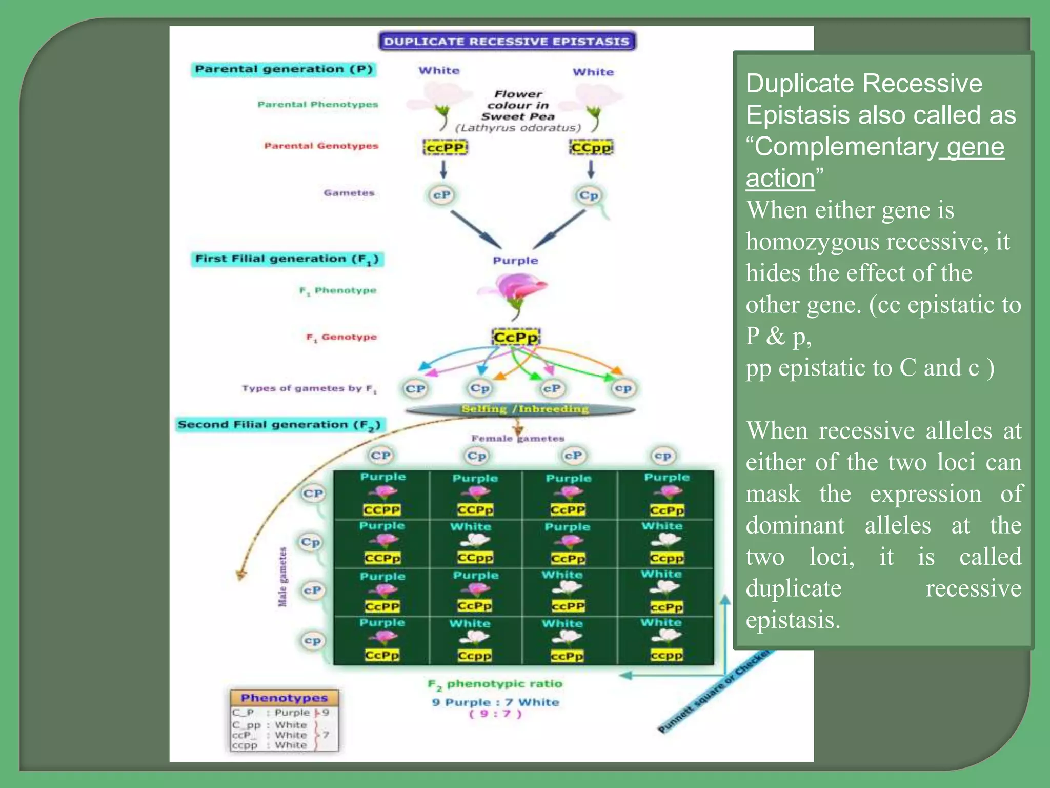 Duplicate Recessive
Epistasis also called as
“Complementary gene
action”
When either gene is
homozygous recessive, it
hides the effect of the
other gene. (cc epistatic to
P & p,
pp epistatic to C and c )
When recessive alleles at
either of the two loci can
mask the expression of
dominant alleles at the
two loci, it is called
duplicate recessive
epistasis.
 